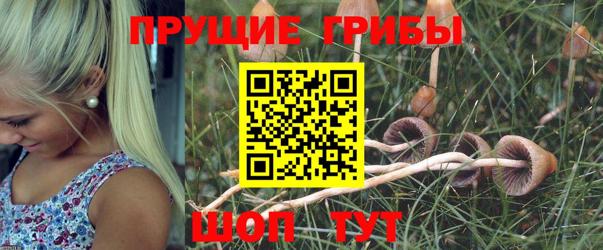 Галлюциногенные грибы Cubensis Чернушка